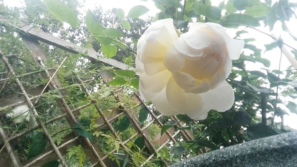A photo looking up at a cream/white, multi petal rose surrounded by the green leaves and stems of the rest of the plant in front of a trellis with climbing jasmine in the background.