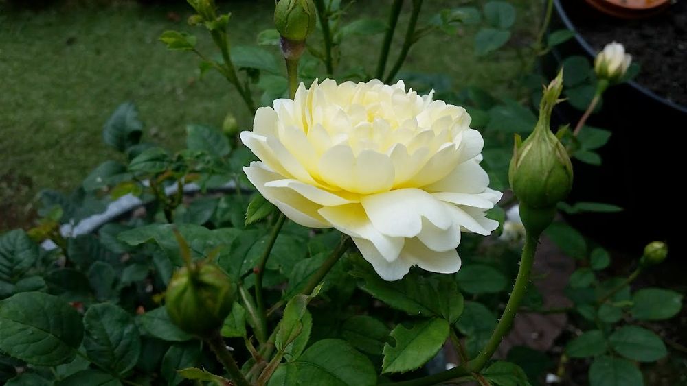 A light yellow rose with open cupped flowers against green leaves and surrounded by unopened buds.