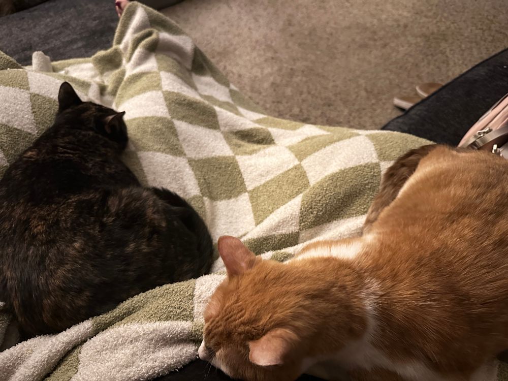 A tortie cat and an orange and white cat on a human’s lap on top of a green and white checkered blanket 