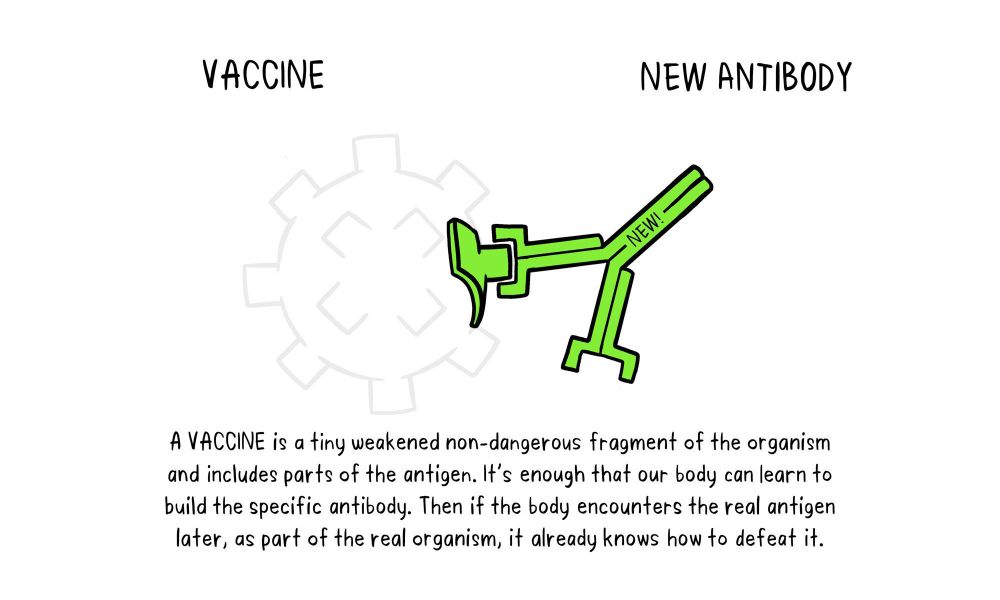 A VACCINE is a tiny weakened non-dangerous fragment of the organism and includes parts of the antigen. It's enough that our body can learn to build the specific antibody. Then if the body encounters the real antigen later, as part of the real organism, it already knows how to defeat it.