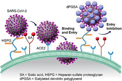 GRAPHICAL ABSTRACT 

Both sulfated and sialylated glycans present on the cell surface act as co-receptors for the SARS-CoV-2 attachment. Polysialylated and sulfated dendritic polyglycerols are studied for their binding with SARS-CoV-2. In solution, dendritic polyglycerol sialosides (dPGSAs) bind significantly stronger (low nm) to SARS-CoV-2 than their sulfated analogs. dPGSAs effectively inhibit the viral entry into Calu-3 cells.