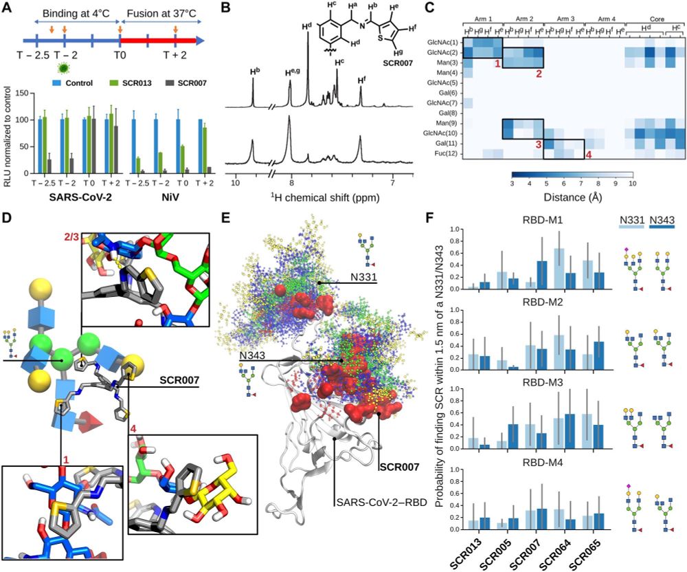 Fig. 4. Mechanistic studies of the viral life cycle, SCR binding by STD NMR spectroscopy, and MD analysis.
