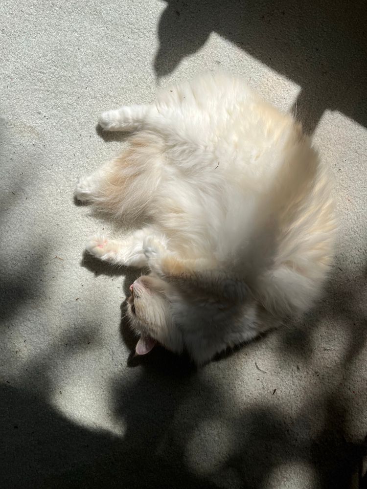 Cream and tan fluffy cat flopping in a sunspot on a gray carpet. 