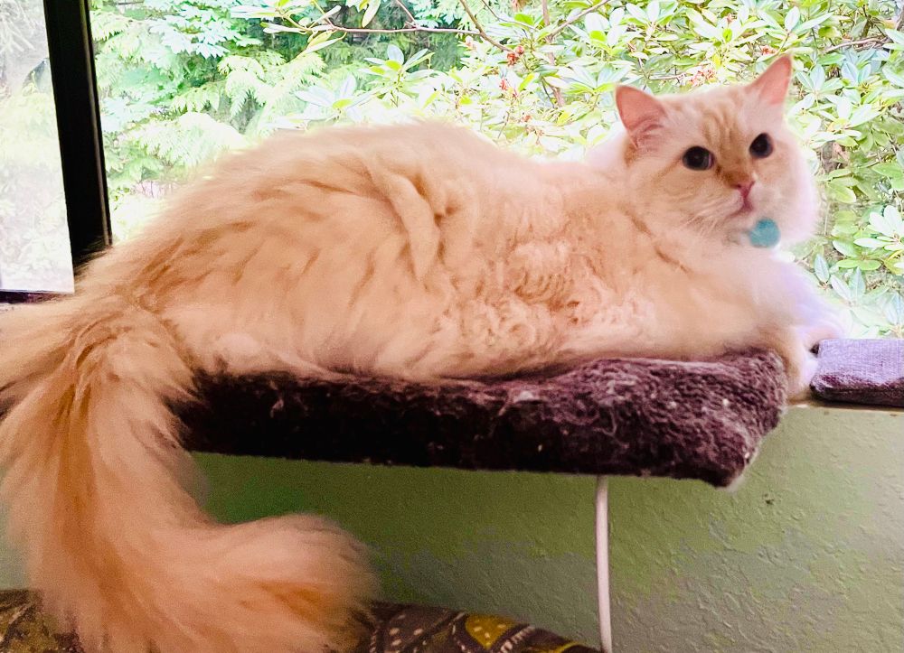 Cream and tan fluffy cat with a long tail sitting on a brown window perch and summer greenery in the window background. 