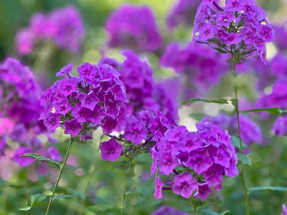 Pink/purple flowers (Phlox) in bloom. 