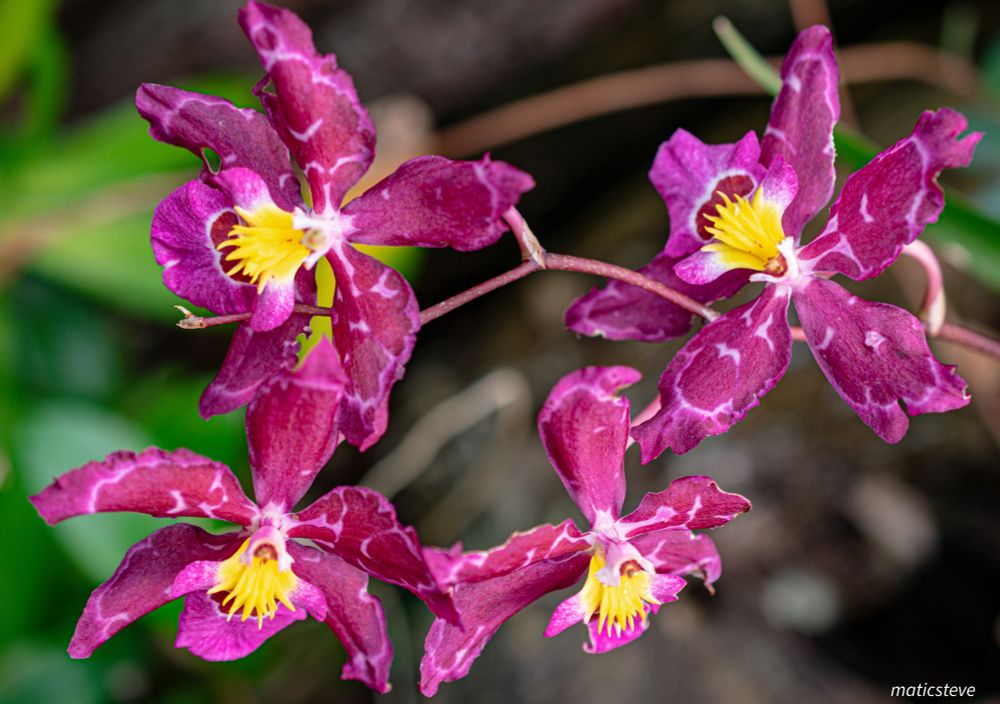 Orchids #photography #orchids #flowers #macro #nature #ecuador