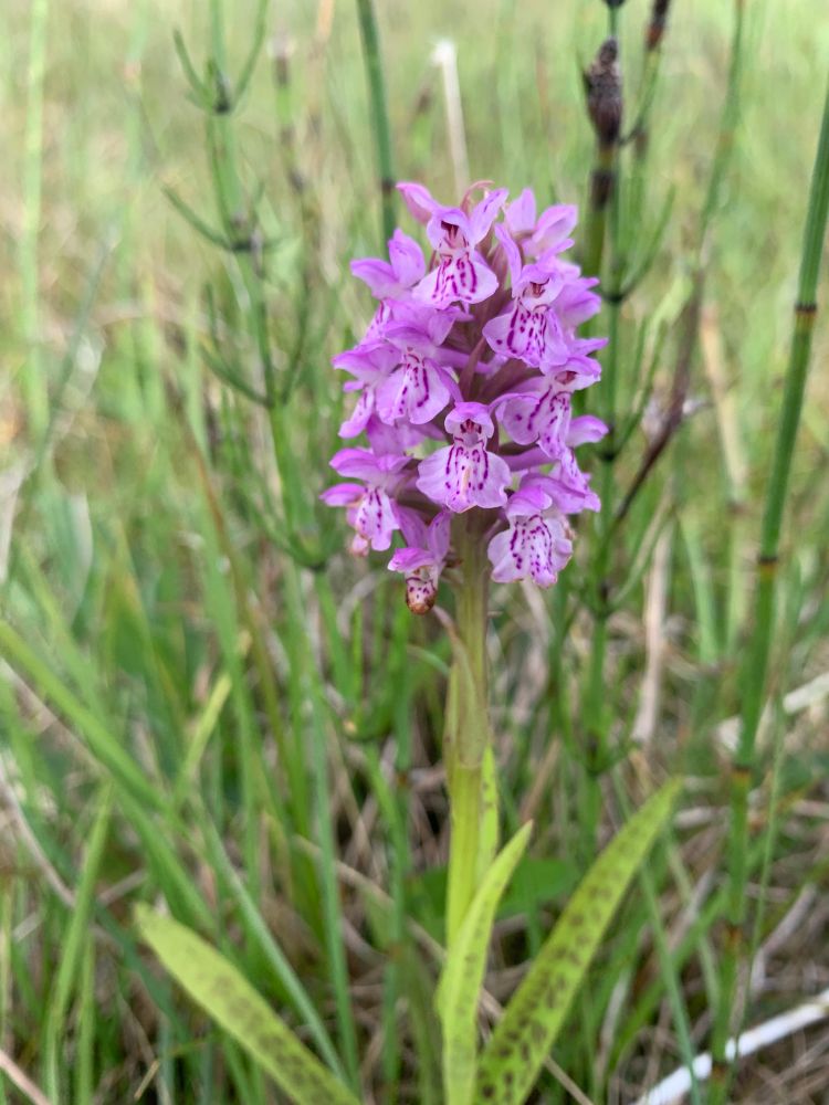 Common Spotted x Early Marsh x kernerorum