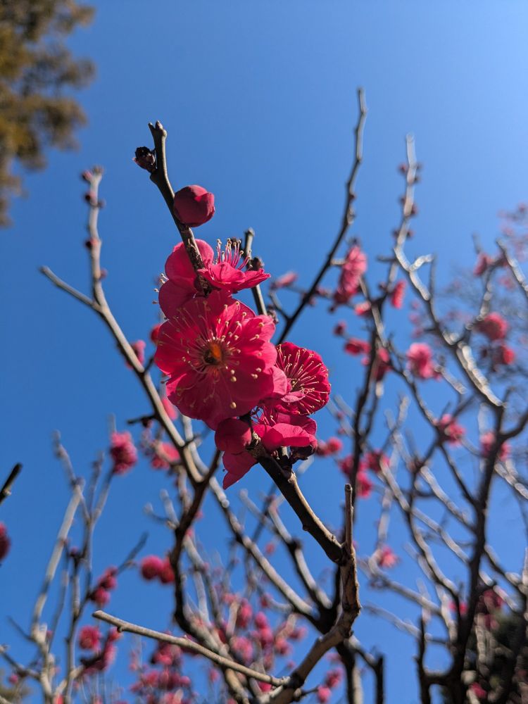 Magenta blossoms against blue sky