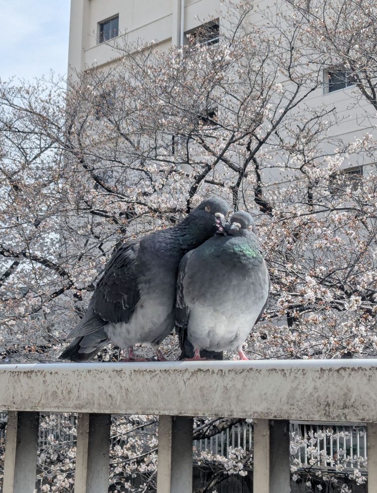 A pigeon leans in to groom another pigeon with cherry blossoms in the background. 