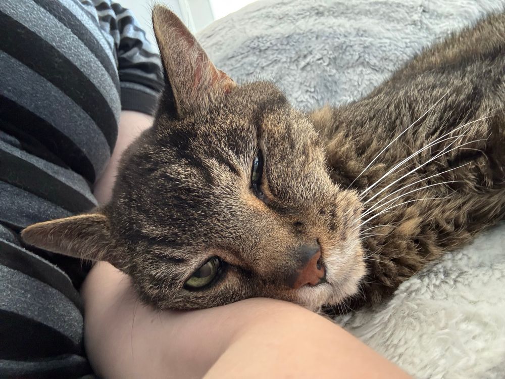 My old man cat cuddling on my arm 