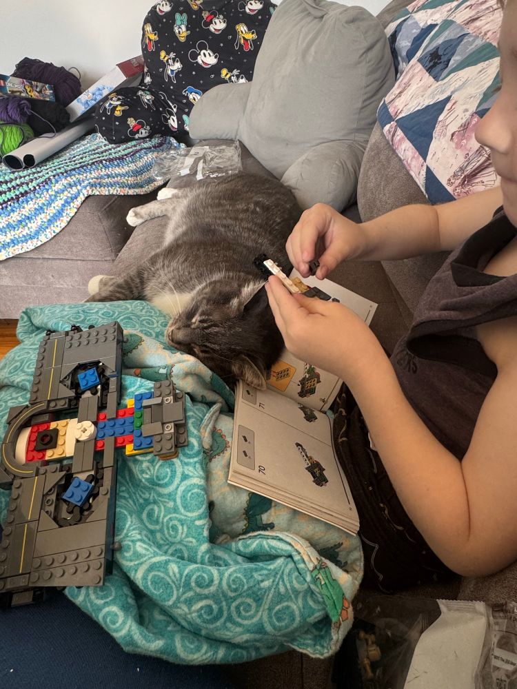 Cuddly cat obstructing Lego building 
