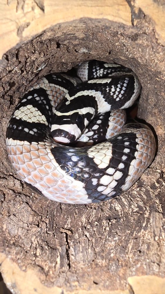 A cute little snake curled up inside a cork log