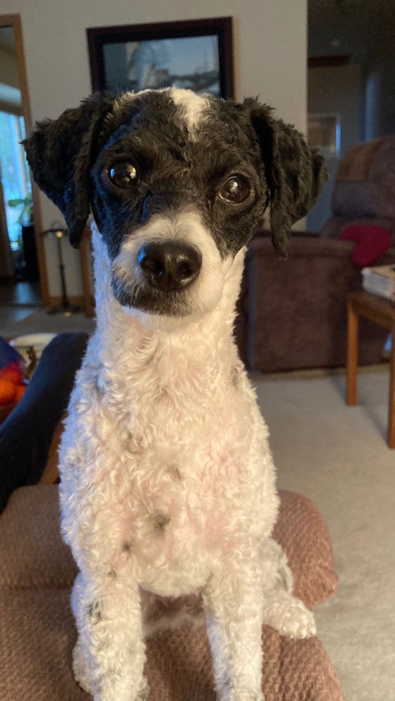 Small pup paying attention