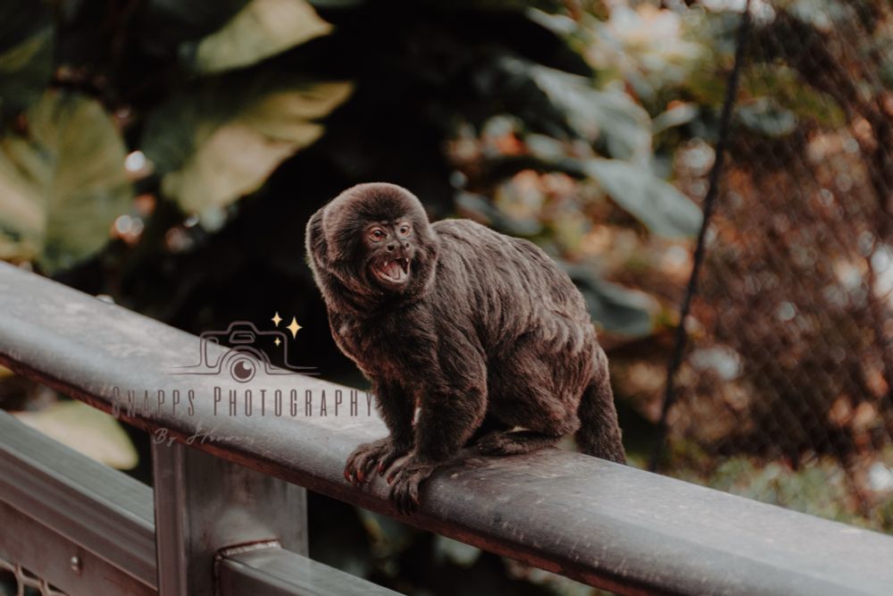 A picture of a screaming Goeldi's marmoset.