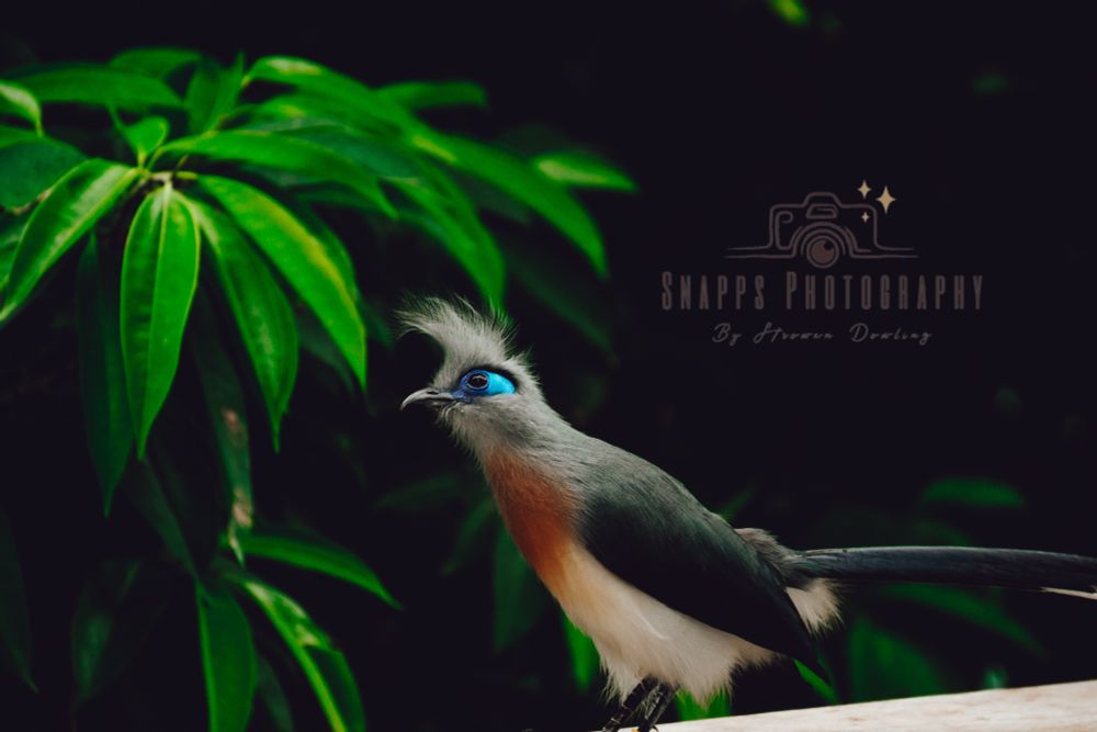 A photo of a Crested Coua, a bird with a bright blue patch around its eye, an ash grey head, a rust colored chest, a white belly, and dark grey wings in front of lush green foliage.
