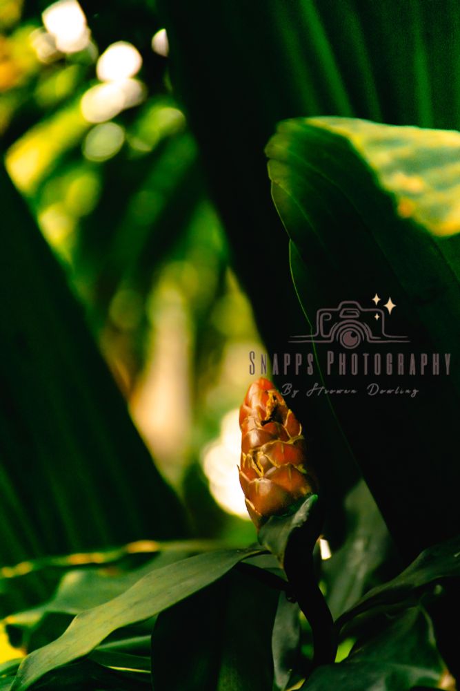 A photo of wild ginger, the bulb is reddish orange surrounded by lush green foliage. 
