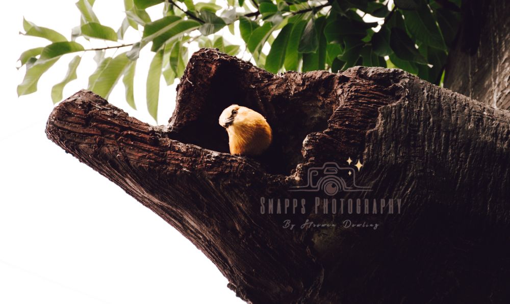 A picture of a red breasted nuthatch bird with its head tilted curiously to the left standing in a broken large tree branch. 