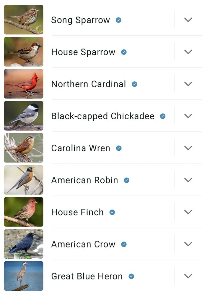 Song Sparrow
House Sparrow
Northern Cardinal
Black-capped Chickadee
Carolina Wren
American Robin
House Finch
American Crow
Great Blue Heron