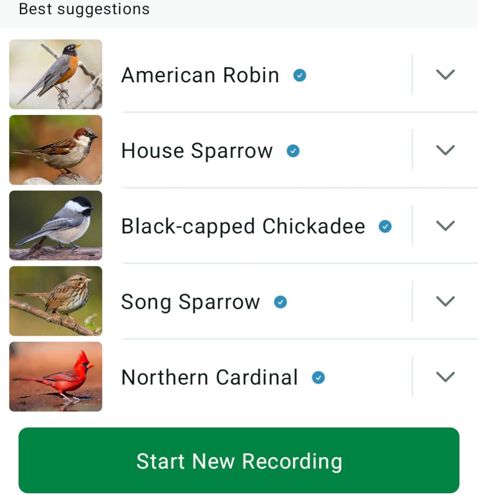 American Robin
House Sparrow
Black-capped Chickadee
Song Sparrow
Northern Cardinal