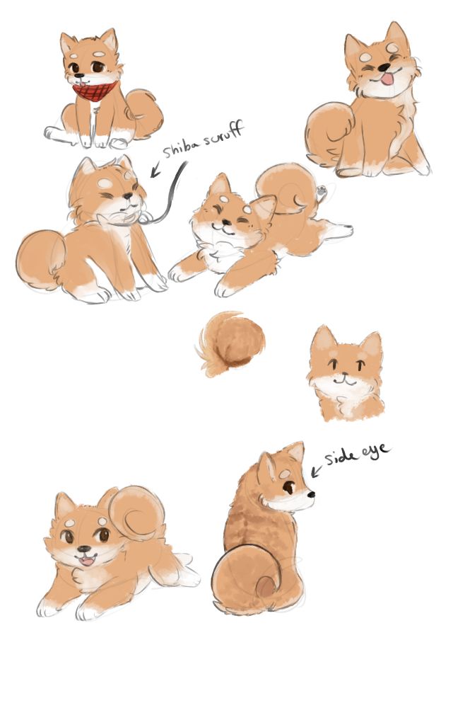 A bunch of sketches of a shiba inu. Each sketch tries out different brushes for the colors.