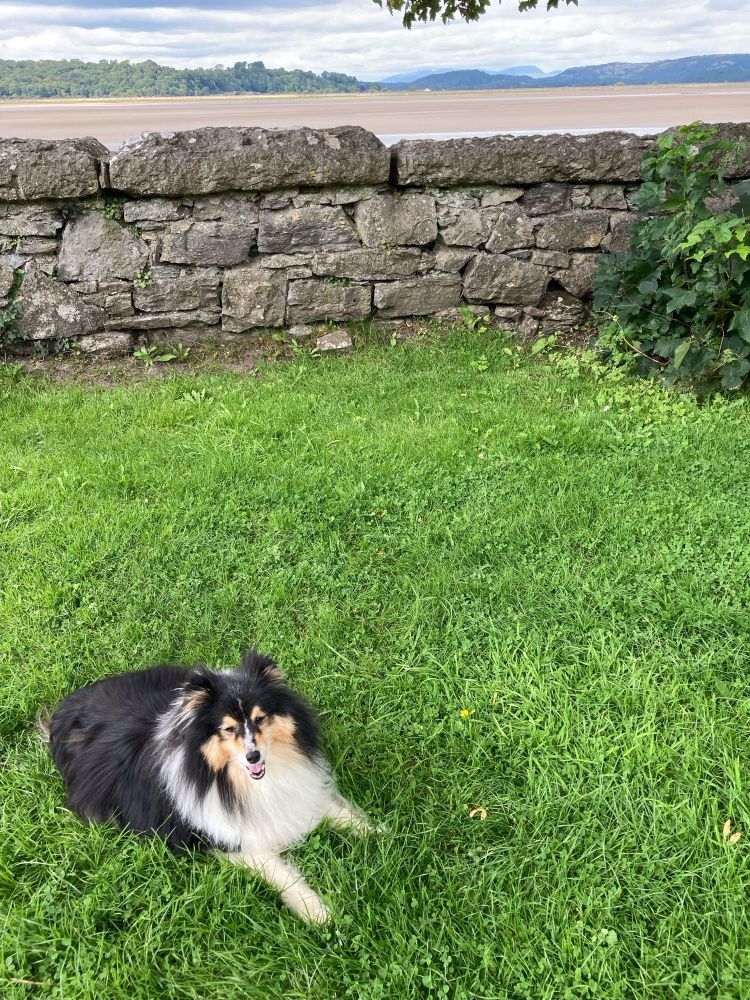 Black white and tan fluffy Sheltie dog lying on grass. Behind the dog is a stone wall. Beyond the stone wall is a sandy estuary and distant hills/mountains.