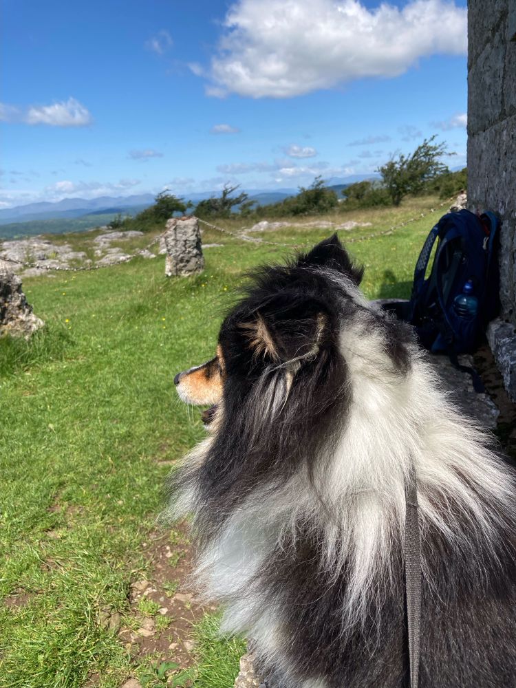 Sheltie looking out across grass towards distant hills