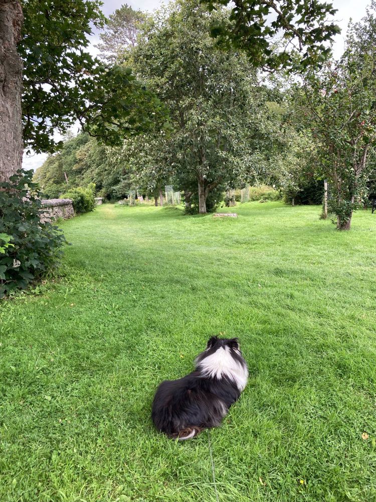 Sheltie dog lying on grass adjacent to a stone wall looking towards small apple trees.