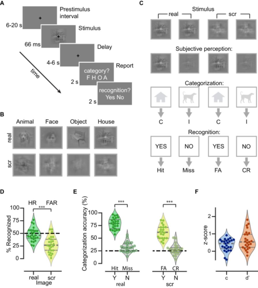 Network mechanisms of ongoing brain activity’s influence on conscious visual perception - Nature Communications