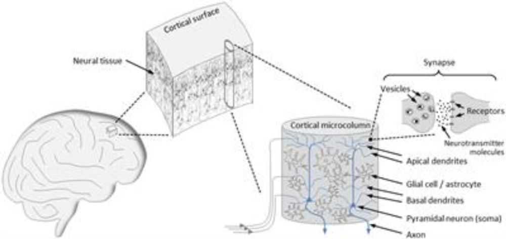 Laying the foundations for a theory of consciousness: the significance of critical brain dynamics for the formation of conscious states