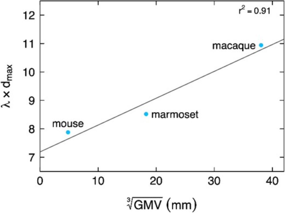 The meso-connectomes of mouse, marmoset, and macaque: network organization and the emergence of higher cognition