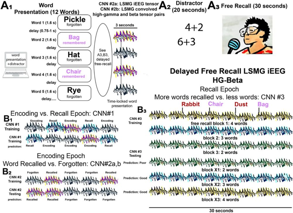 IntroductionThe left supramarginal gyrus (LSMG) contributes to attentional allocation for memory encoding and may also reflect memory state and performance. ...