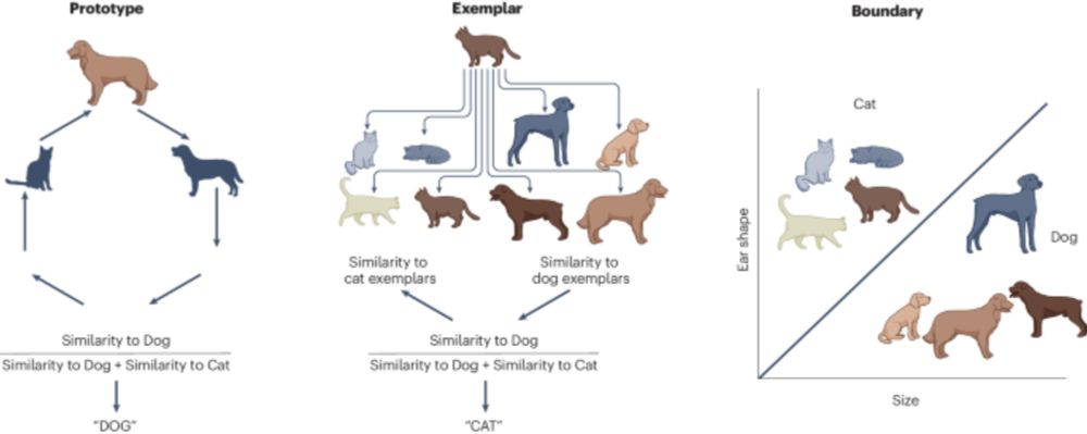 Single and multiple systems in categorization and category learning - Nature Reviews Psychology