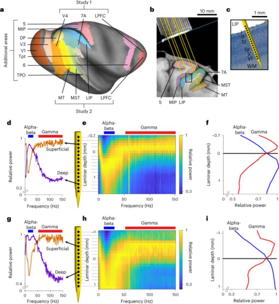 A ubiquitous spectrolaminar motif of local field potential power across the primate cortex - Nature Neuroscience