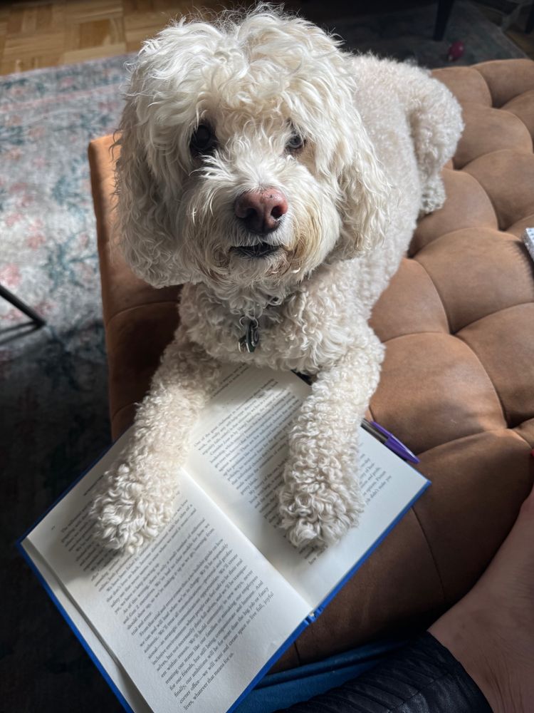 White poodle laying on a brown ottoman with her paws on the open hardcover book of Amanda Litman’s “When We’re In Charge”. 
