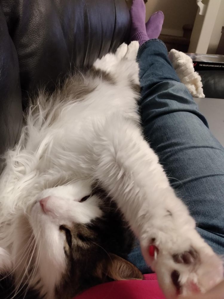 A fluffy grey and white mantle tabby stretched out on his back, right paw extended toward the camera, showing beans and his fuzzy white belly. He looks extraordinarily self-satisfied. He is lying on some sort of human couch that is mostly visible as jeans and purple socks.