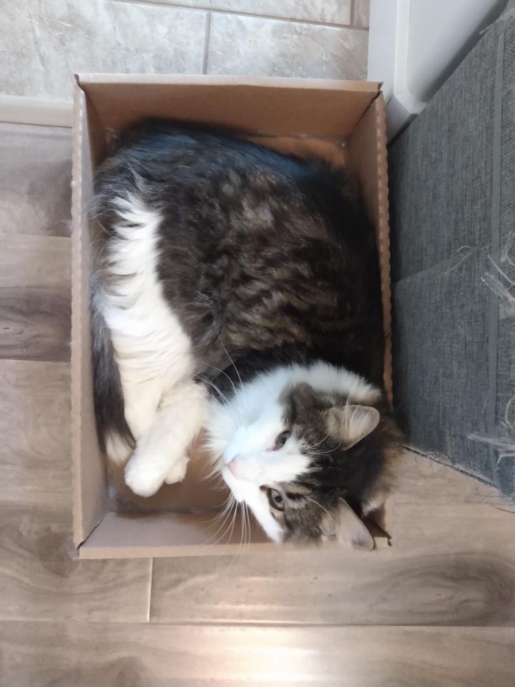 A fluffy grey and white mantle tabby curled in a cardboard box that he adopted two months ago and apparently has no intention to ever abandon. This is his home now.