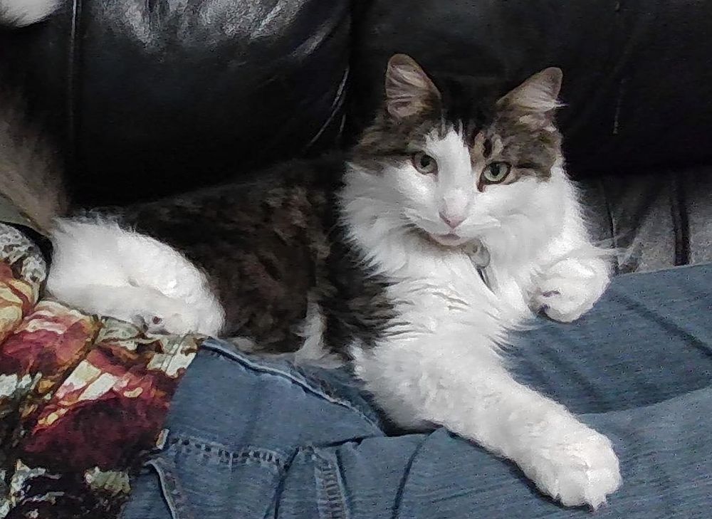 A fluffy grey and white mantle tabby sitting on a lap, totally uncaring that he just tried to be an attack hat during a reading.