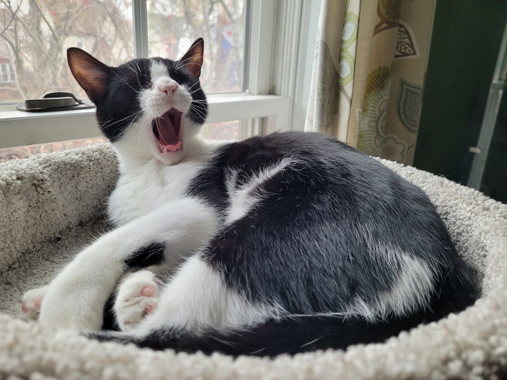 Black and white cat yawning in a windowsill