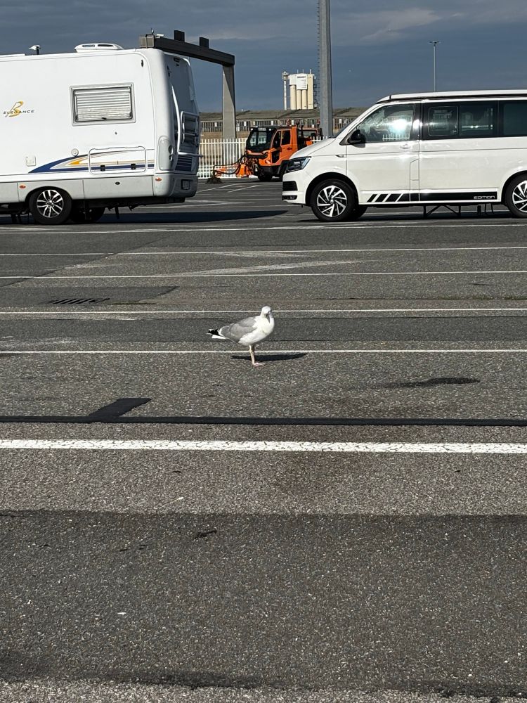 Eine Möwe, neben der Spur