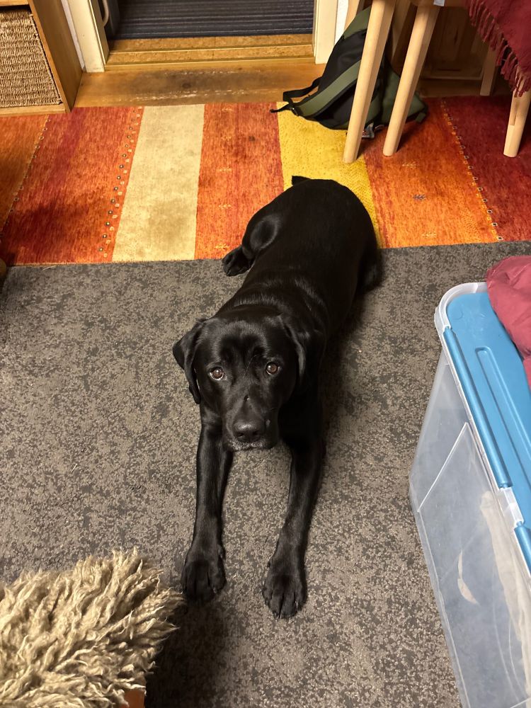 Ein süßer schwarzer Labrador auf einem bunten Wohnzimmerteppich