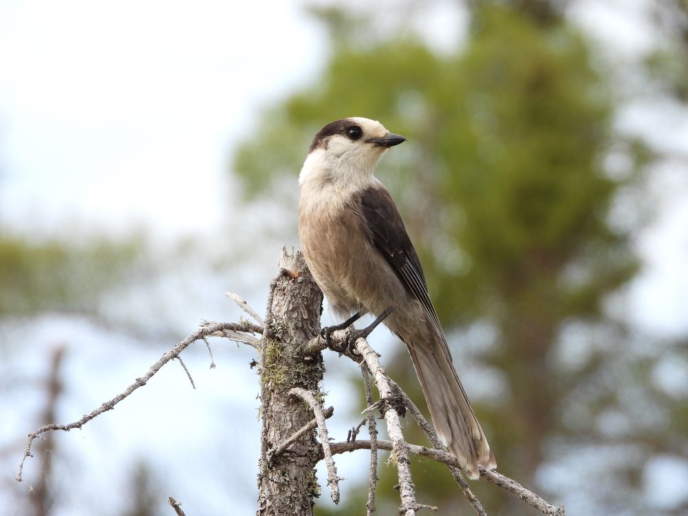 A Canada jay. Also known as a gray jay or whisky Jack. It is a Robin sized bird with an overall gray appearance but with a lighter white front, dark gray nap and darker wings. It stands atop a dead spruce tree well facing right.