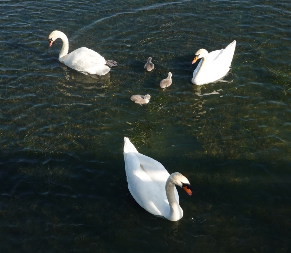 Northstowe swan family 2025