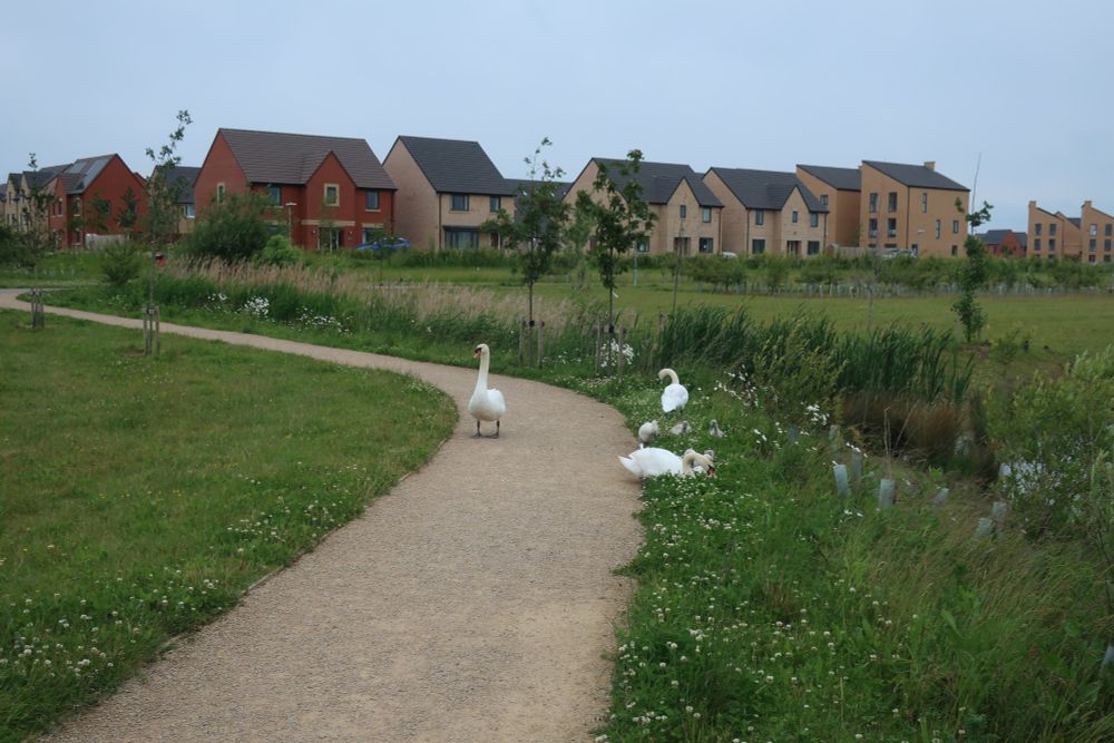 Northstowe swan family 2024