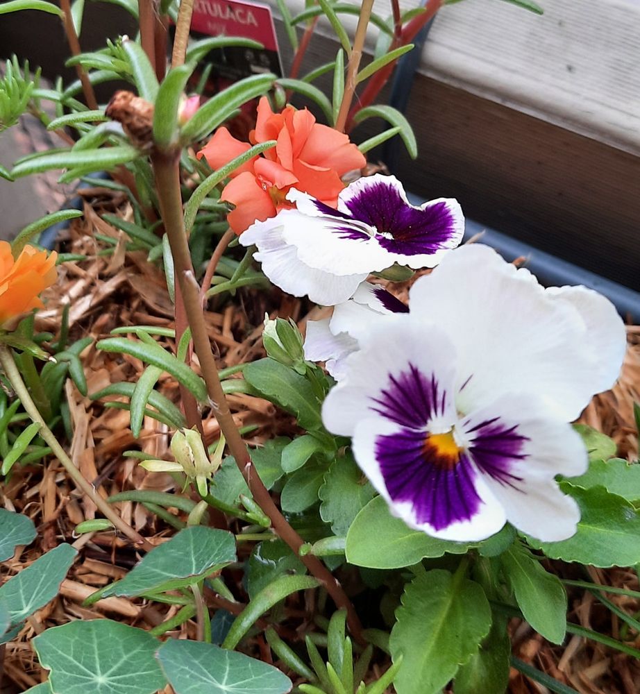 Small white and purple pansy and orange flowers with some green leafy bits in a flower pot. 