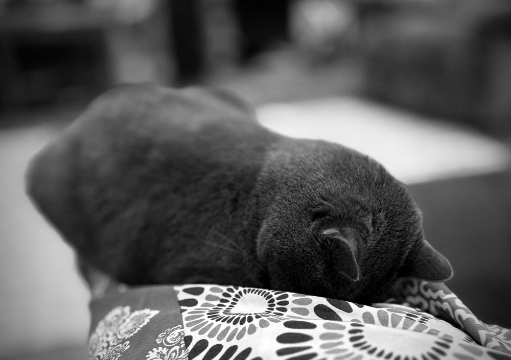 Cat laying face buried in a blanket