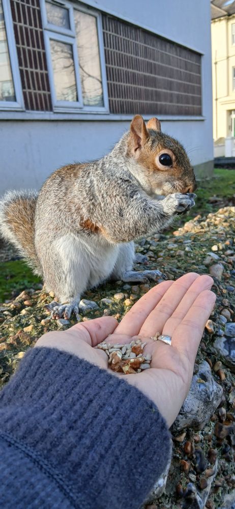 Squirrel sitting on garden wall eating a nut from my hand