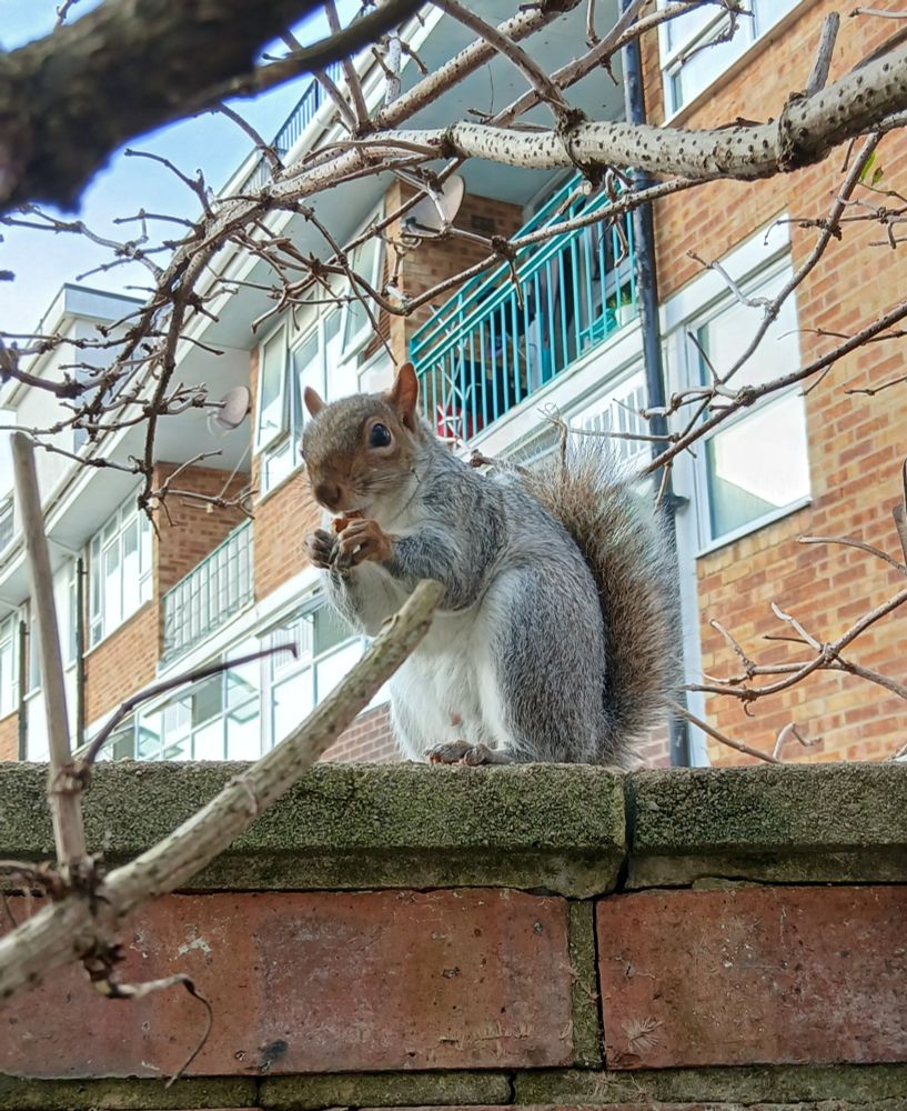 Squiggy puff jr sitting on the garden wall eating a nut 