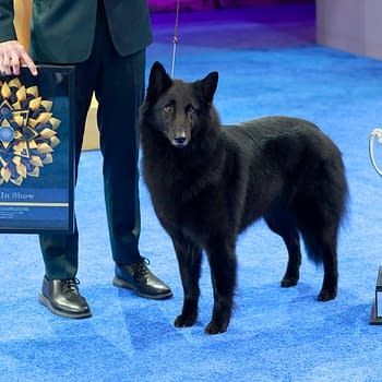 Solely the Belgian Sheepdog, an absolutely gorgeous creature