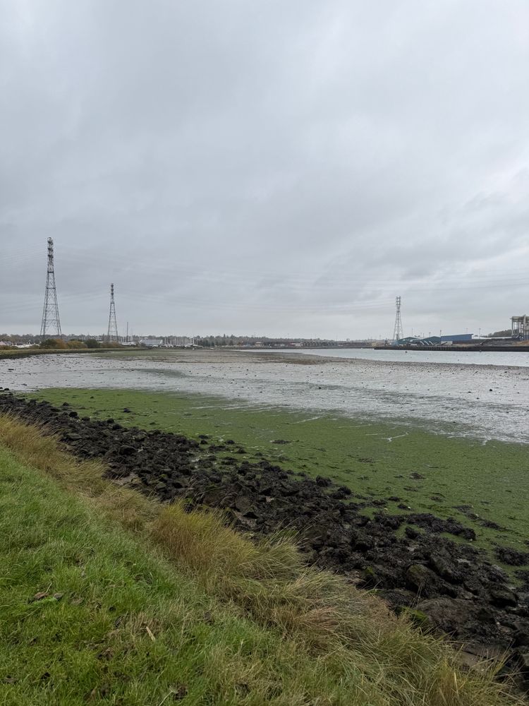 River and wetlands scene