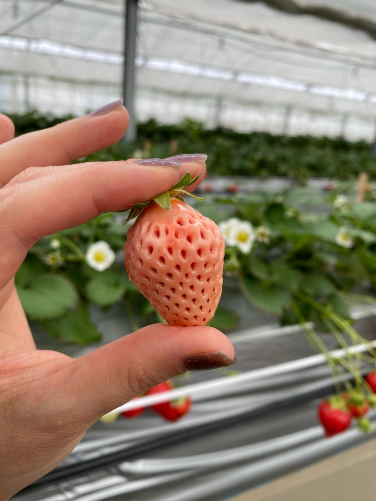 あわゆき　さっぱりした甘さ